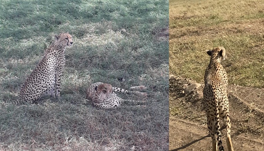 Cheetah | Serengeti National Park | Lisa's African Adventure 