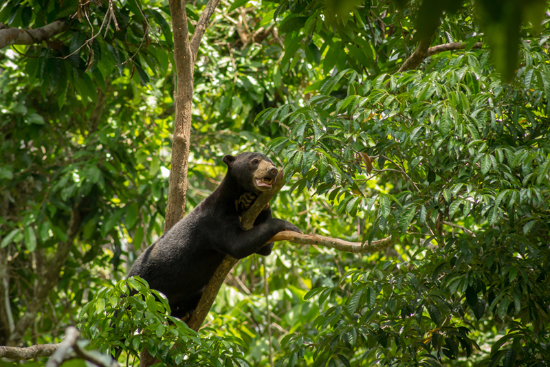 Sun Bear Conservation Centre | Borneo Group Tour | Howard Travel