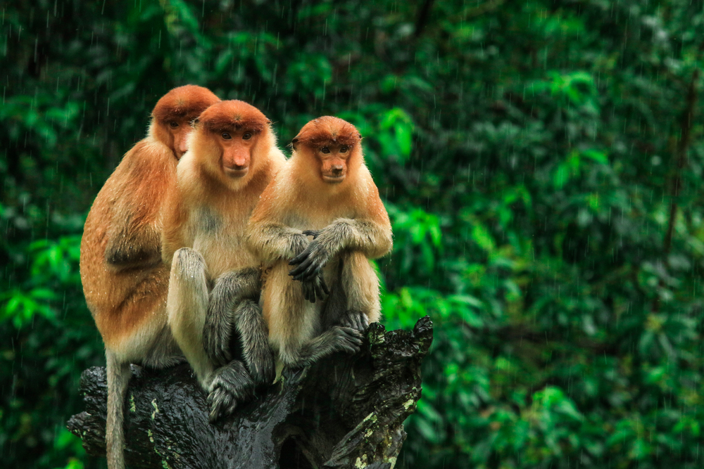 Labuk Bay Monkey Sanctuary | Borneo Group Tour | Howard Travel 