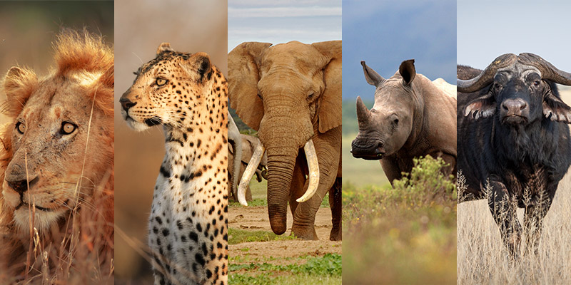 the big five | Africa | Be Inspired | Erne Travel